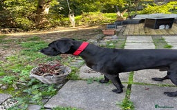 Great Dane dogs for stud: Solid Black Great Dane Stud KC Reg & Health tested - Advert 5