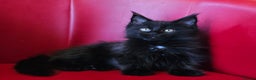 Maine Coon cats for sale: Beautiful Maine Coons kittens - Advert 5