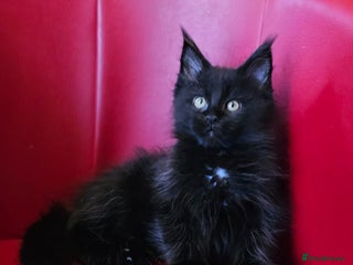 Maine Coon cats Beautiful Maine Coons kittens - Advert 11