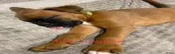 Boxer dogs for sale: Female boxer puppy kc reg 5 star licence  - Advert 7