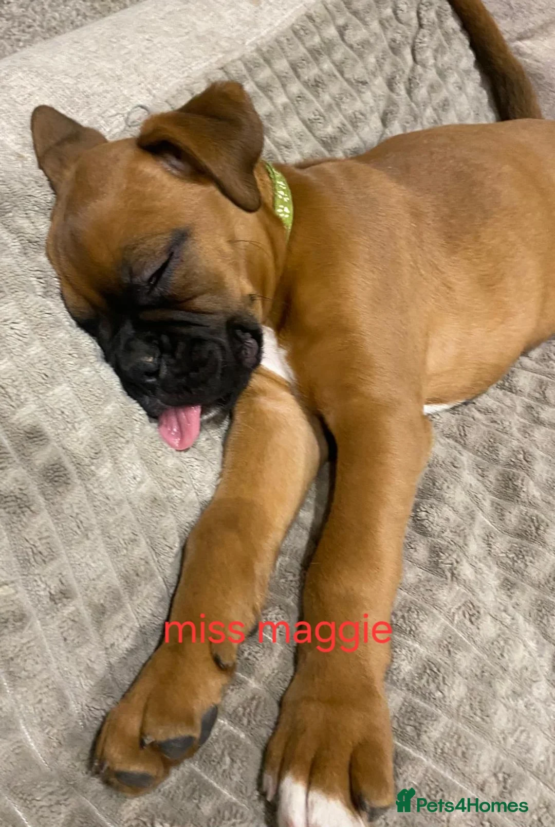 Boxer dogs for sale: Female boxer puppy kc reg 5 star licence  - Advert 7