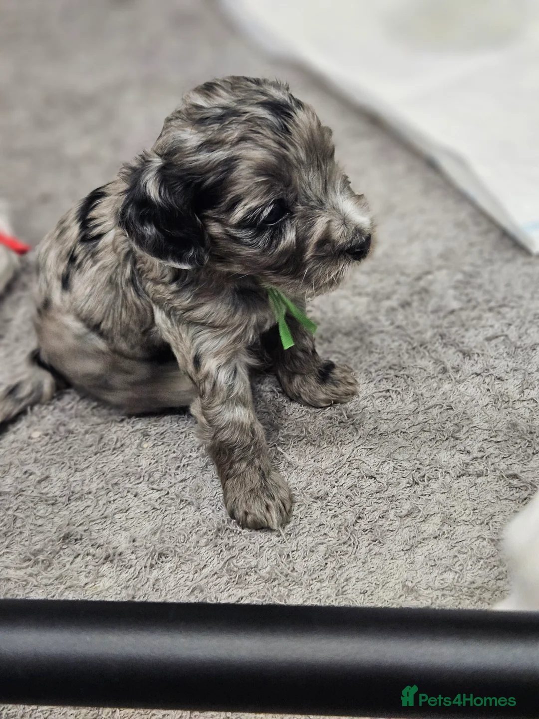 Cockapoo dogs for sale: Flawless cockapoo puppies. - Advert 2