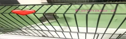 Budgerigars birds for sale: Black face budgies  - Advert 10