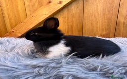 Netherland Dwarf rabbits for sale: Netherland Dwarf Rabbits For Sale - Image 5
