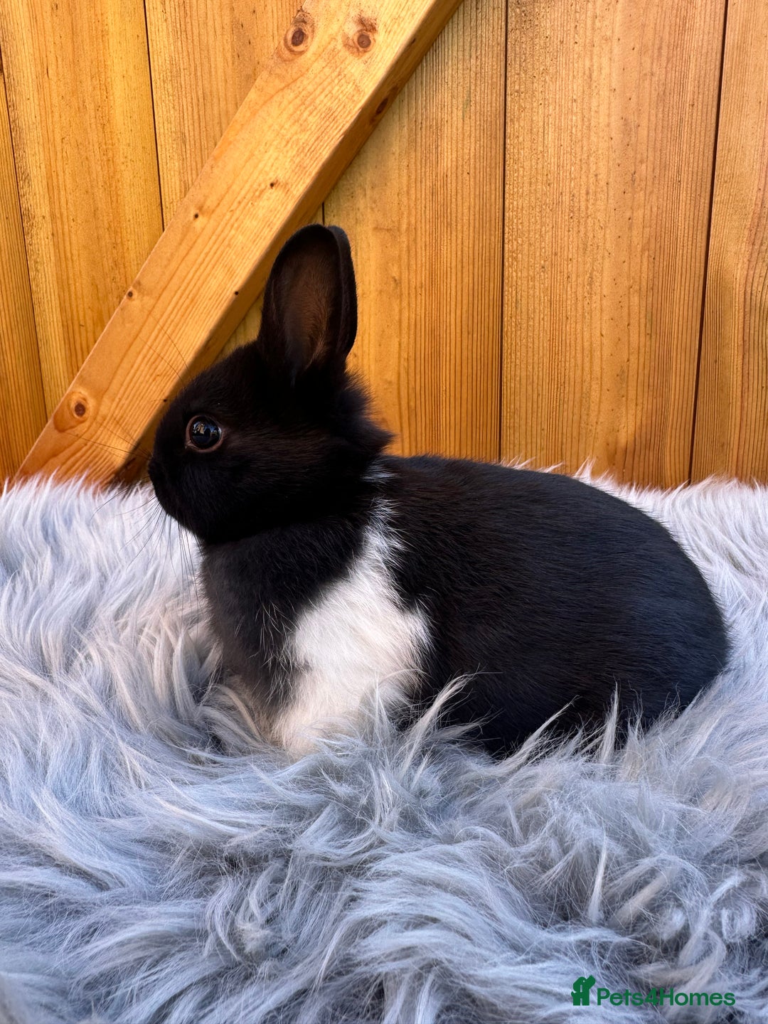 Netherland Dwarf rabbits for sale: Netherland Dwarf Rabbits For Sale - Image 5