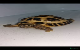 Tortoise reptiles for sale: Tortoise called Turbo - Advert 7