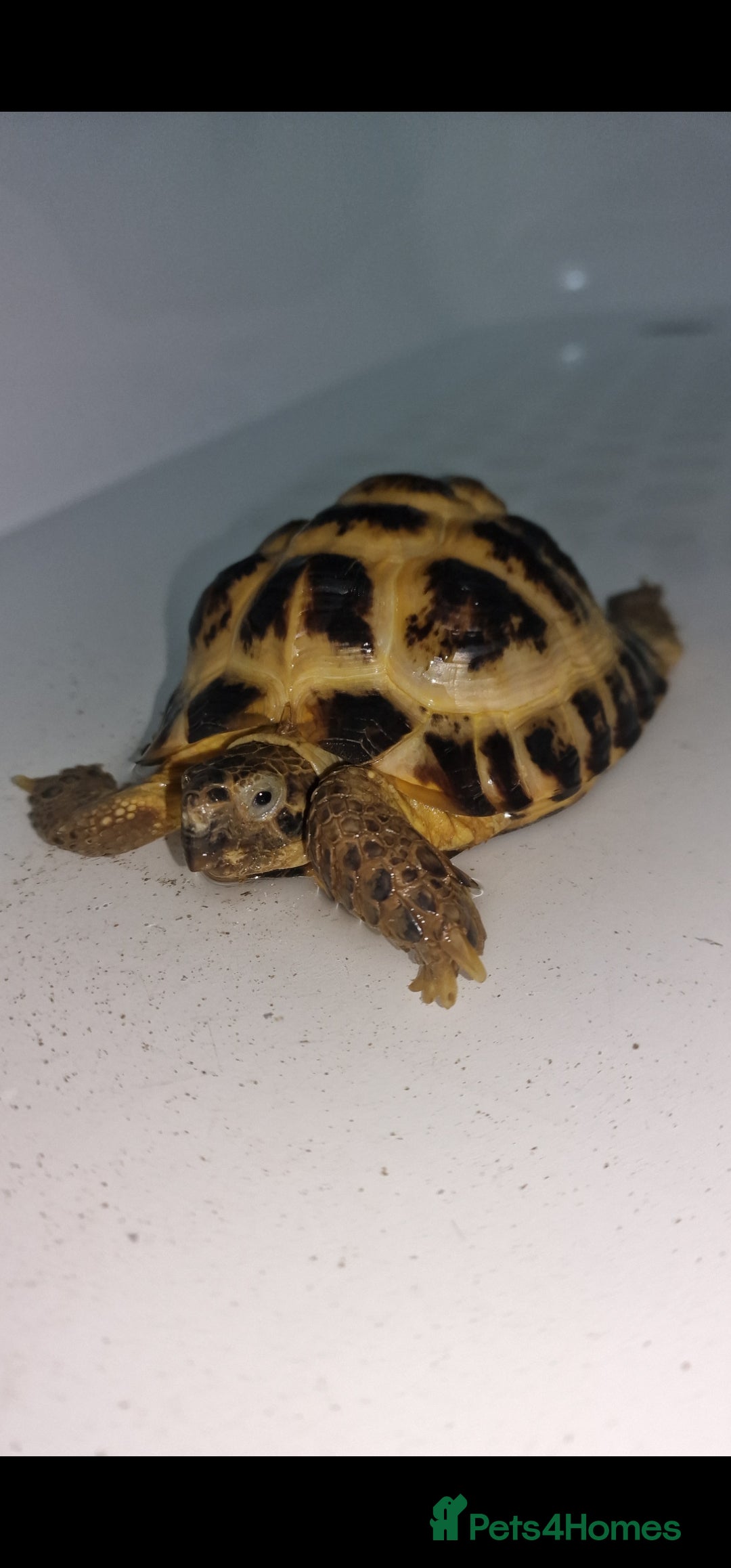 Tortoise reptiles for sale: Tortoise called Turbo - Advert 7