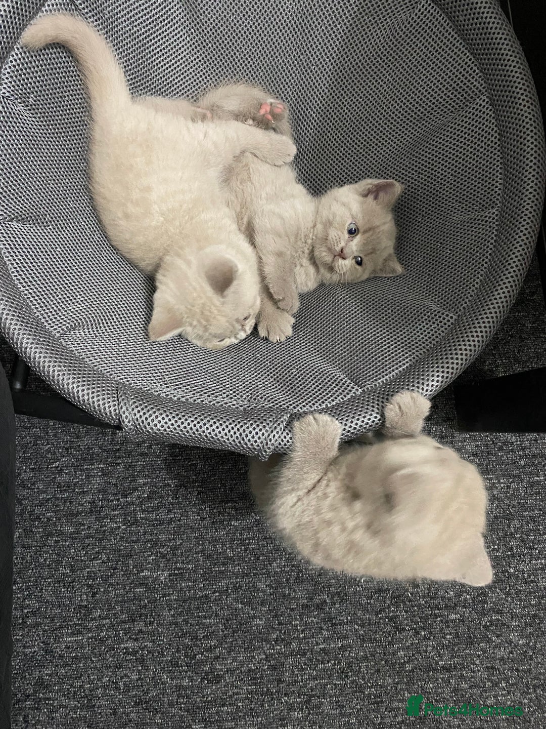 British Shorthair cats for sale: Stunning lilac BSH  - Image 7