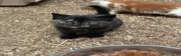 Mixed Breed cats for sale: Beautiful kittens, boys and girls  - Advert 4