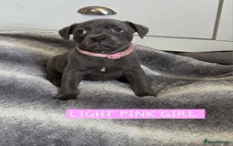 Staffordshire Bull Terrier dogs for sale: LAST 2 BLUE REGIMENT GIRLS  - Image 5