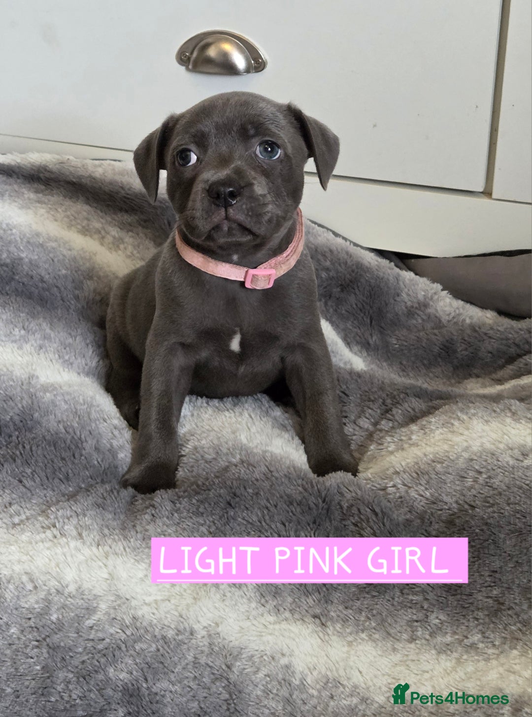 Staffordshire Bull Terrier dogs for sale: LAST 2 BLUE REGIMENT GIRLS  - Image 5
