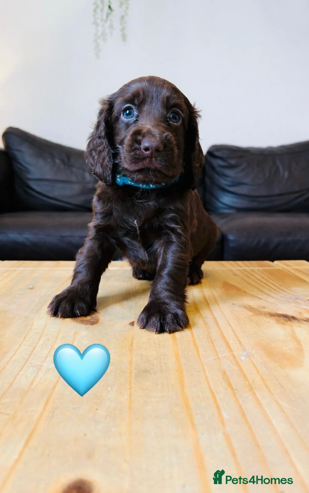 Cocker Spaniel dogs for sale: Working Cocker Spaniel Puppies 5 weeks old - Advert 4