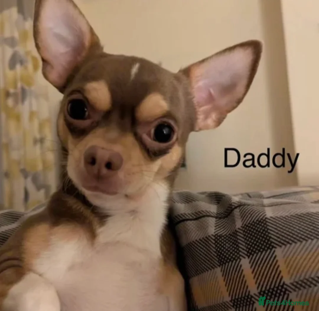 Chihuahua dogs for sale: Beautiful chihuahua puppys - Advert 4