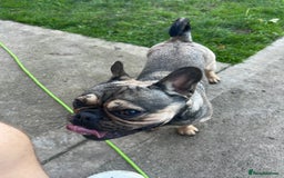 Frug dogs for sale: Tommy the Frug - Image 7