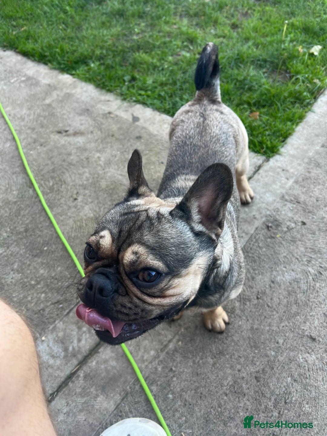 Frug dogs for sale: Tommy the Frug - Image 7