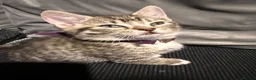 Ragcoon cats for sale: RAGCOON (sealpoint ragdoll mum-dad -Mainecoon) - Advert 6
