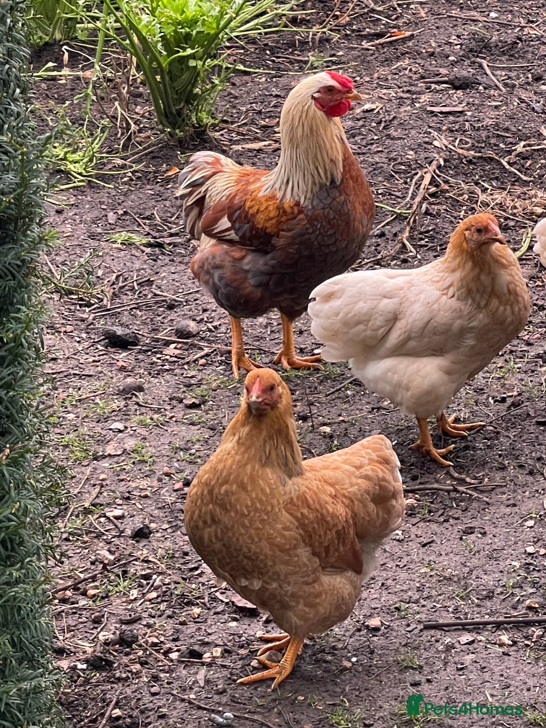 Chickens poultry for sale: BANTAM WYANDOTTE HENS & COCKERELS - Advert 13