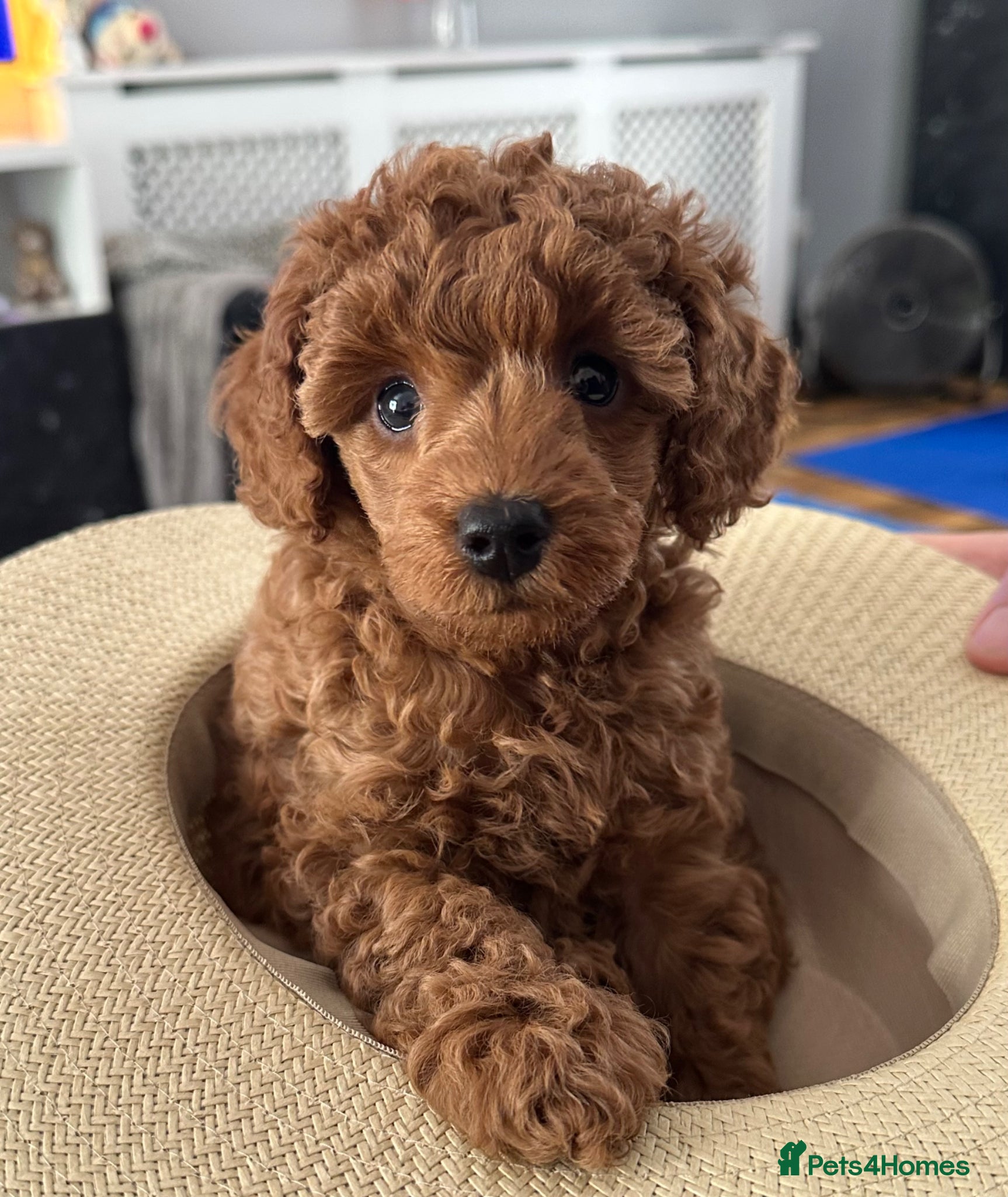 Miniature Poodle dogs 🐩 Beautiful Small Miniature Poodles 🐩  - Advert 2
