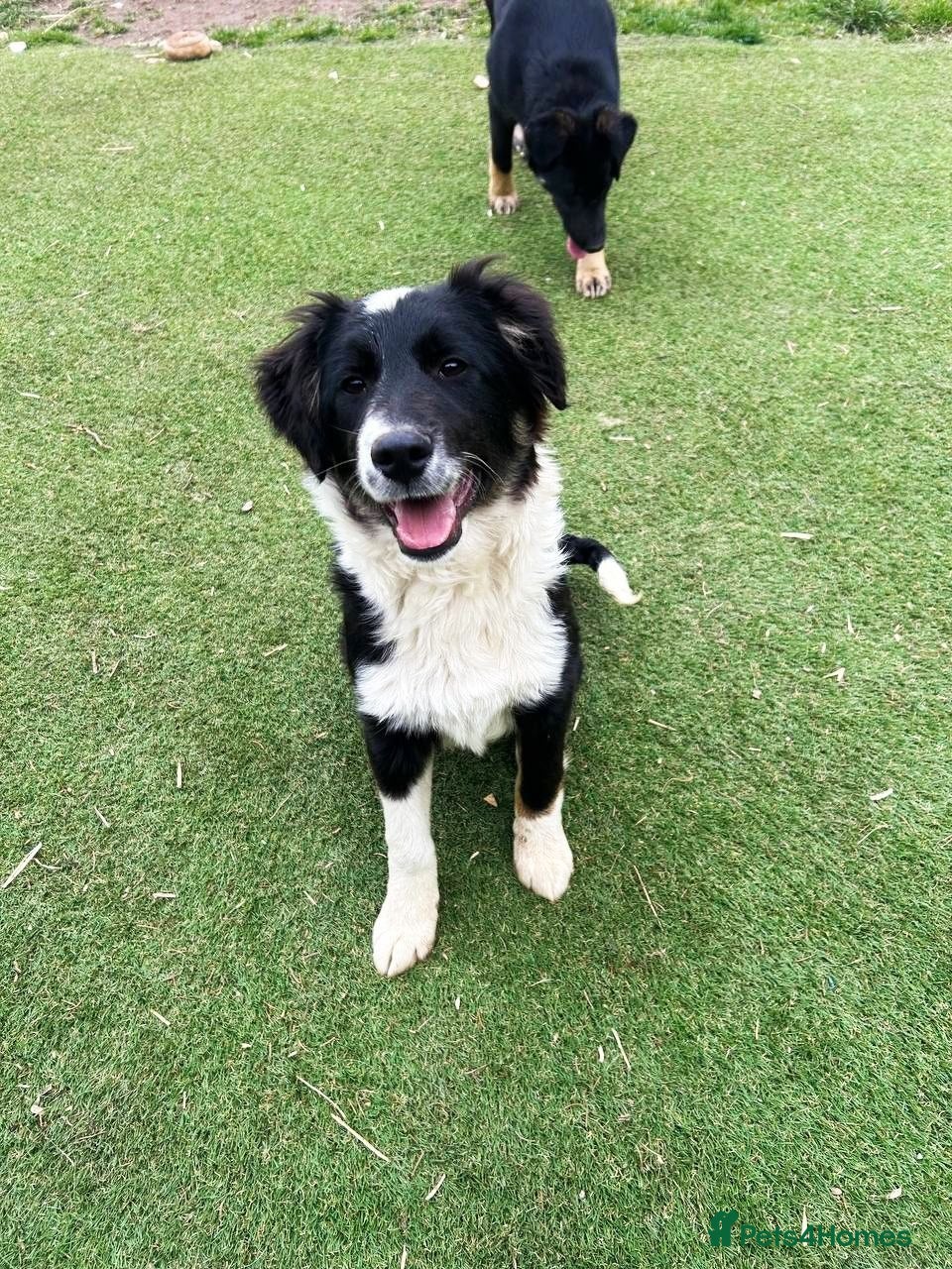 Mixed Breed dogs Corbett - Advert 2