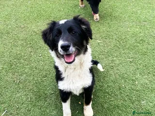 Mixed Breed dogs Corbett - Advert 2