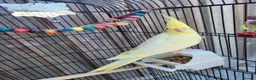 Cockatiels birds for sale: 8MonthOld Cockatiel ForSale(Cage&All accessories) - Advert 6