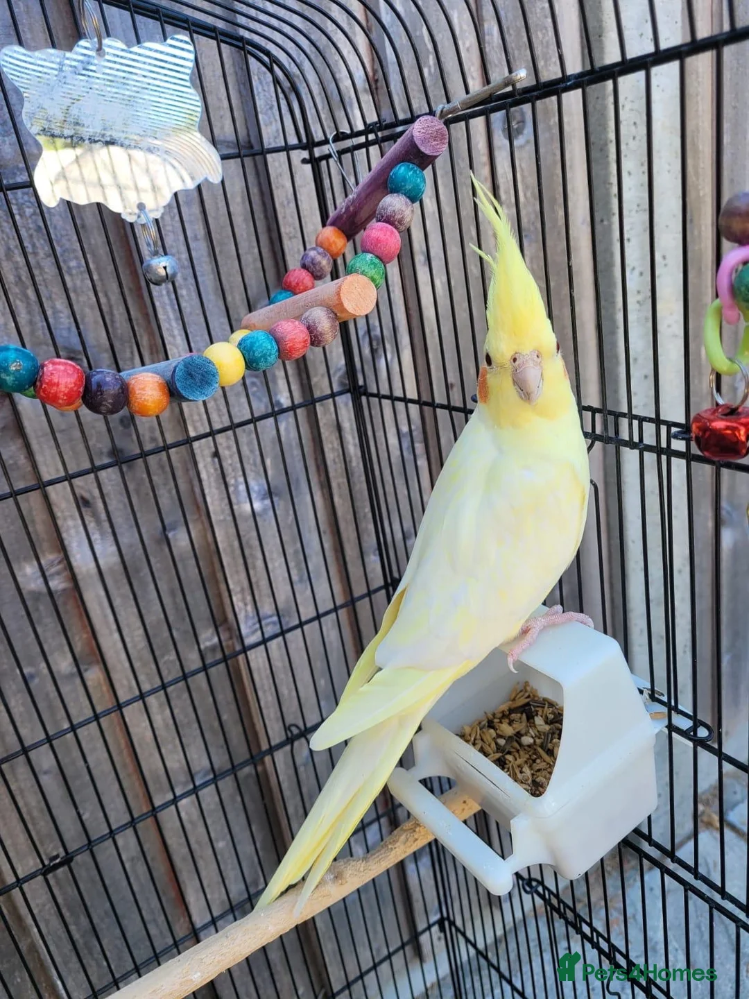 Cockatiels birds for sale: 8MonthOld Cockatiel ForSale(Cage&All accessories) - Advert 6
