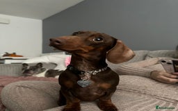 Miniature Dachshund dogs for sale: Chocolate Brown Miniature Dachshund 3 Years Old   - Advert 7