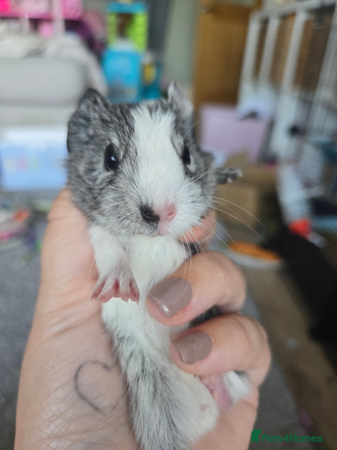 Guinea Pig rodents for sale: 3 baby guinea pigs - Image 1