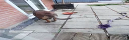 Mixed Breed dogs for sale: Beautiful cross breed - Advert 5