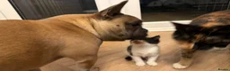 Mixed Breed cats for sale: Kittens ready now  - Advert 11