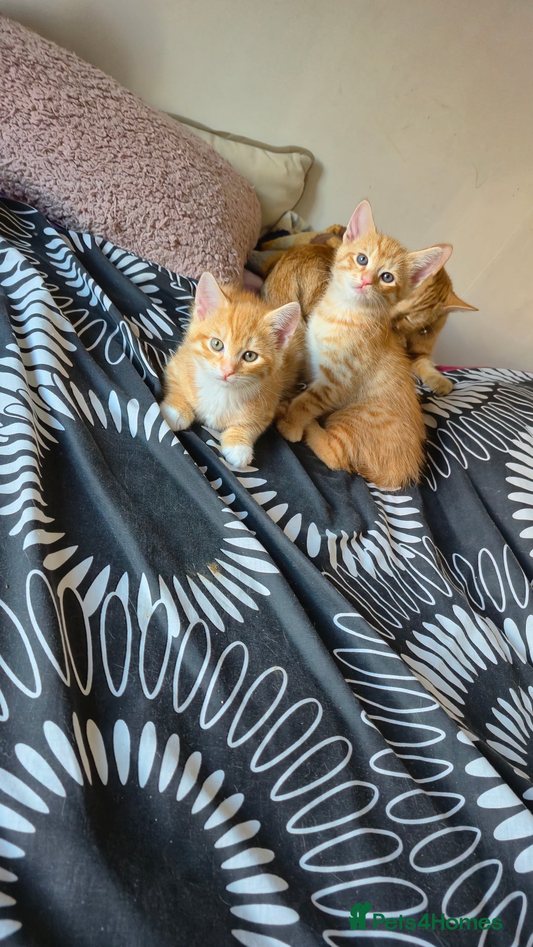 Mixed Breed cats for sale: Beautiful Kittens Savannah x Maine Coon Mix 🐾 - Image 2