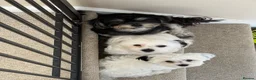 Maltipoo dogs for sale: Maltipoo puppies  - Advert 8