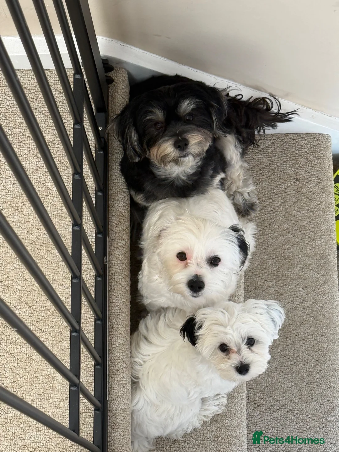 Maltipoo dogs for sale: Maltipoo puppies  - Advert 8