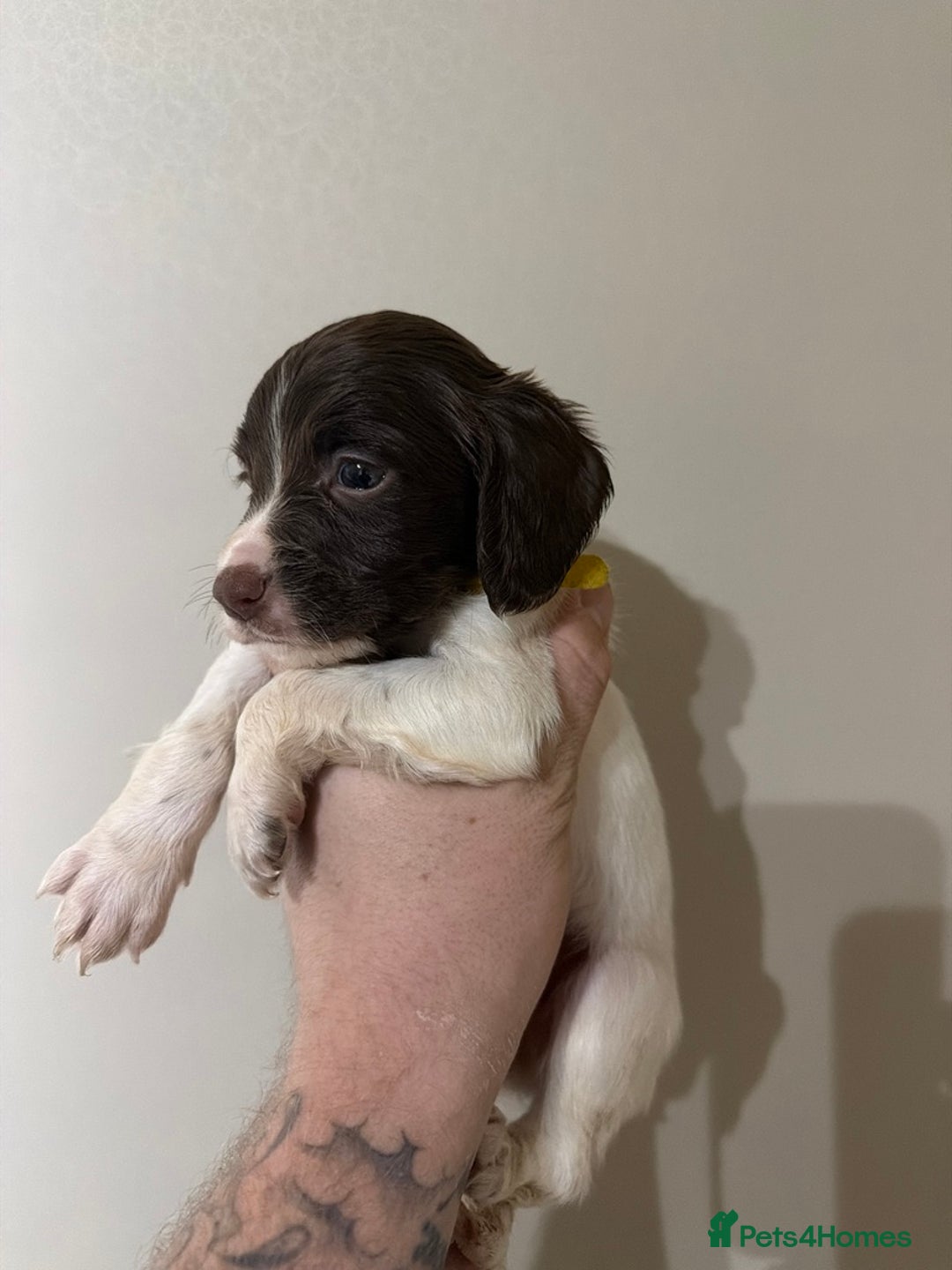 Sprocker dogs for sale: Sprocker spaniel  - Advert 2