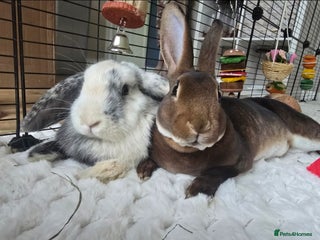 Mixed Breed rabbits Rex and mini lop rabbit - Advert 1