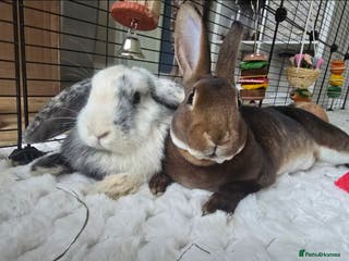 Mixed Breed rabbits Rex and mini lop rabbit - Advert 18
