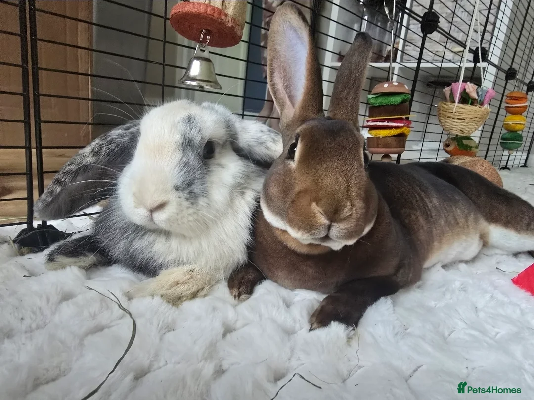Mixed Breed rabbits for sale: Rex and mini lop rabbit - Advert 1