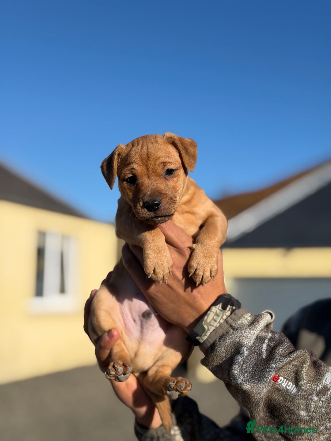 Patterjack dogs for sale: Gorgeous red patterjack boy puppy  - Advert 3