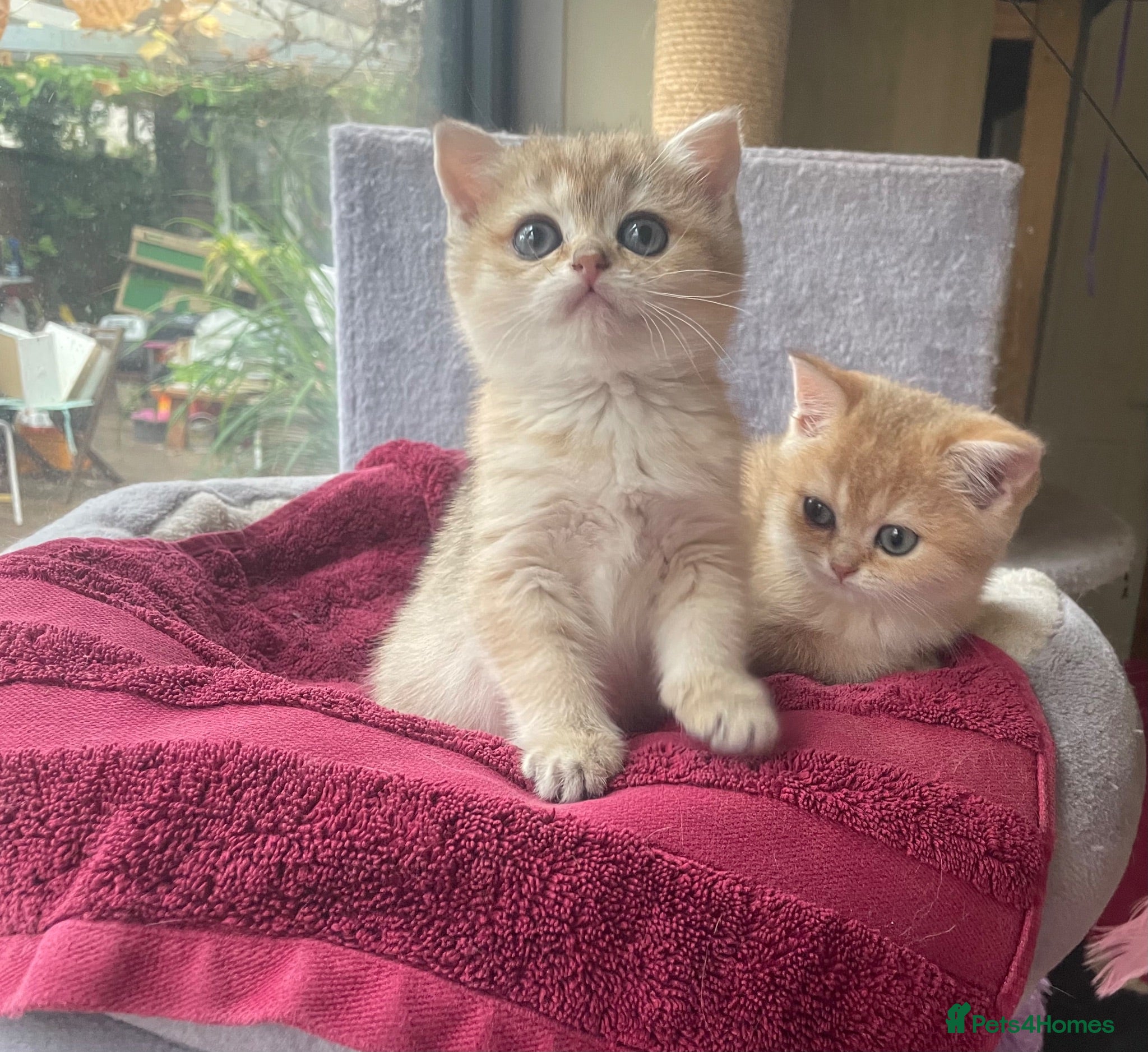 British Shorthair cats Gorgeous Pure breed golden British shorthair  - Advert 13