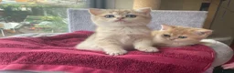 British Shorthair cats for sale: Gorgeous Pure breed golden British shorthair  - Advert 1