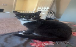 Mixed Breed cats for sale: Minnie  - Image 1