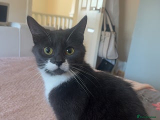 Mixed Breed cats - Advert 1