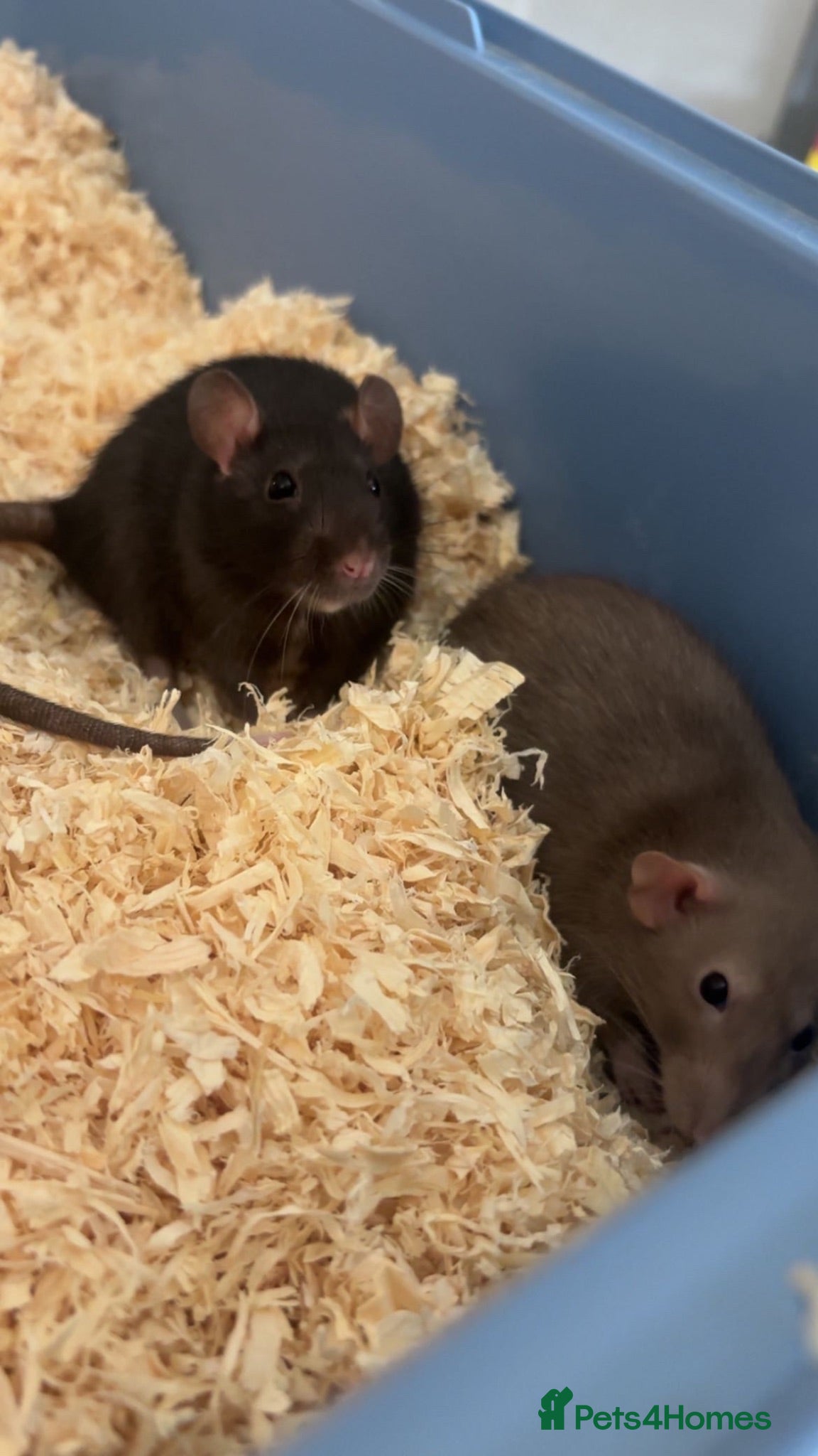 Rat rodents Rats  - Advert 1