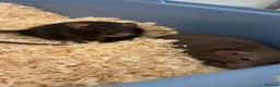 Rat rodents for sale: Rats  in Stoke-on-Trent - Advert 1