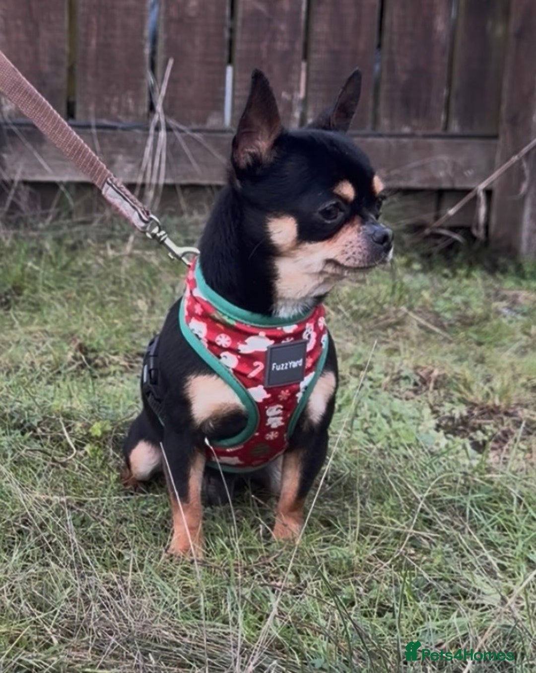 Chihuahua dogs for sale: Kc reg male chihuahua  - Advert 5