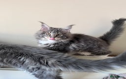 Maine Coon cats for sale: TICA Registered Maine Coon Kittens Blue/Silver - Image 3