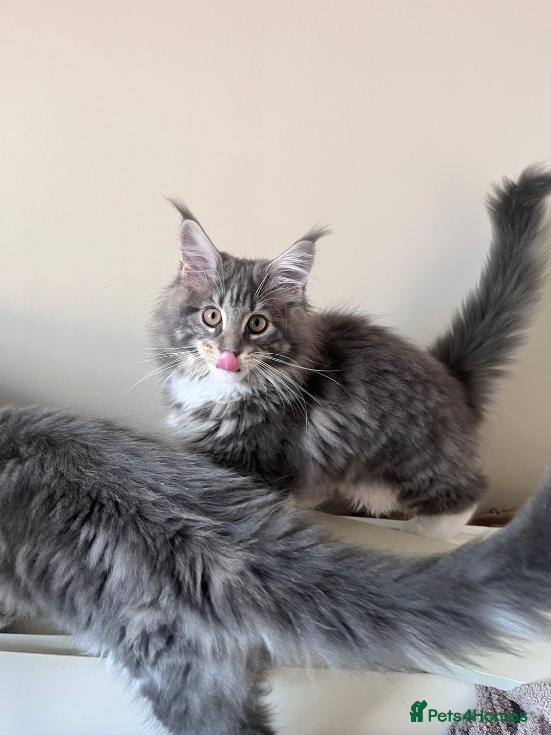 Maine Coon cats for sale: TICA Registered Maine Coon Kittens Blue/Silver - Image 3