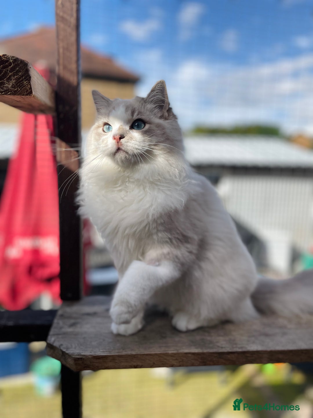Ragdoll cats for sale: TICA registered blue mink ragdoll kitten - Image 10