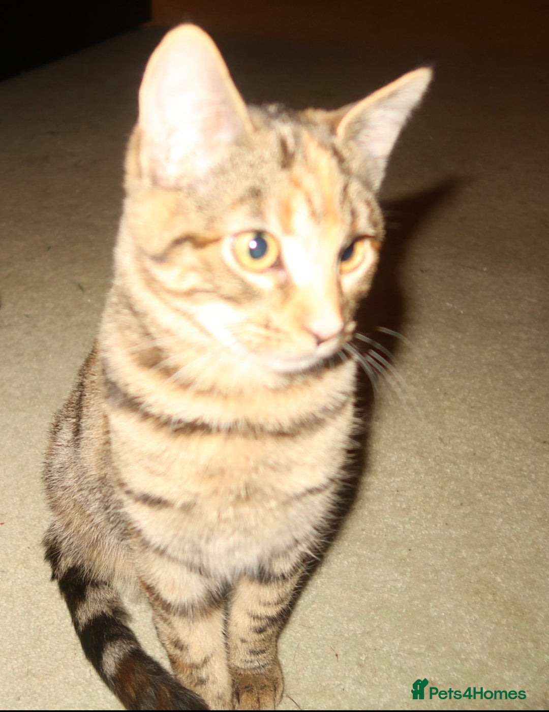 Bengal cats for sale: Mixed bengal kitten - Advert 1