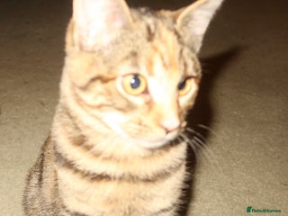 Bengal cats Mixed bengal kitten - Advert 4